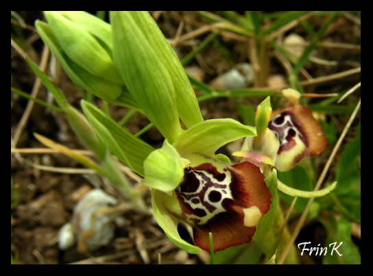 le mie prime Ophrys oxyrrhynchos ?